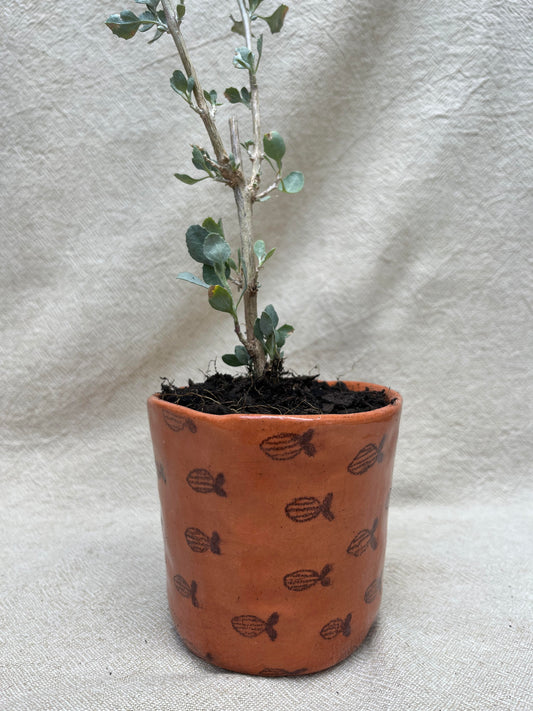 School of Stripe Fish Planter Pot - Small